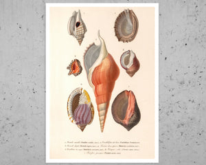 Vintage Nature Illustration "Seashells" (c.1841) Charles d' Orbigny - Mabon Gallery