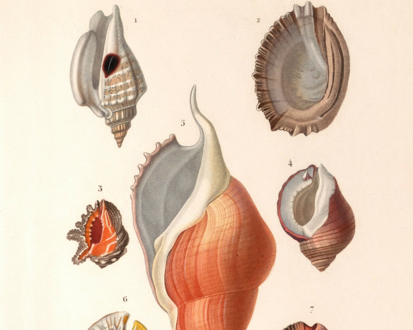 Vintage Nature Illustration "Seashells" (c.1841) Charles d' Orbigny - Mabon Gallery