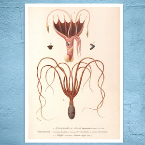 Vintage Nature Illustration "Squid & Octopus" (c.1841) Charles d' Orbigny - Mabon Gallery