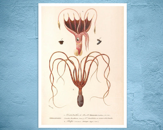 Vintage Nature Illustration "Squid & Octopus" (c.1841) Charles d' Orbigny - Mabon Gallery
