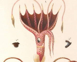 Vintage Nature Illustration "Squid & Octopus" (c.1841) Charles d' Orbigny - Mabon Gallery