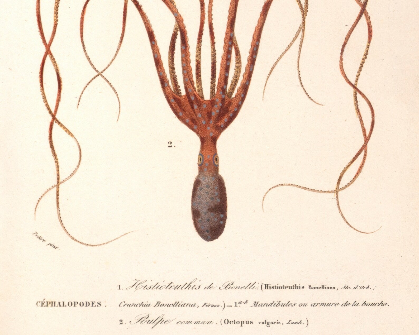Vintage Nature Illustration "Squid & Octopus" (c.1841) Charles d' Orbigny - Mabon Gallery