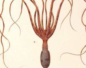 Vintage Nature Illustration "Squid & Octopus" (c.1841) Charles d' Orbigny - Mabon Gallery