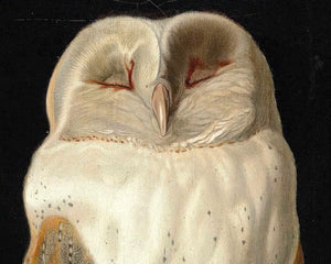 William James Webbe "The White Owl" (c.1856) - Mabon Gallery